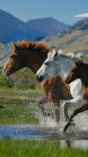 Horses by Pro Live Wallpapers