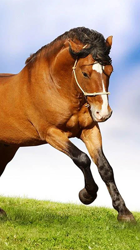 Screenshots von Horses by Pro Live Wallpapers für Android-Tablet, Smartphone.