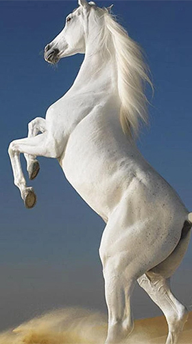 Як виглядають живі шпалери Horses by Pro Live Wallpapers.