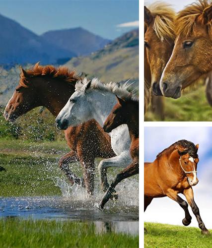 Horses by Pro Live Wallpapers