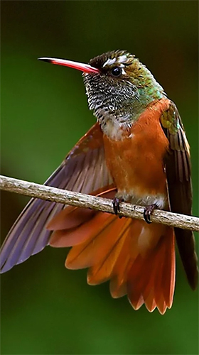 Hummingbird - безкоштовно скачати живі шпалери на Андроїд телефон або планшет.