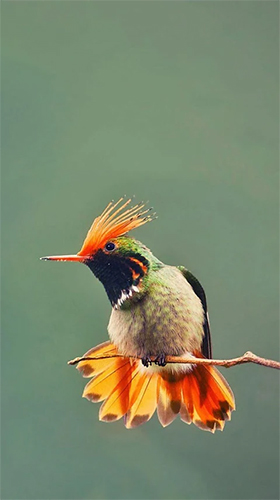 Hummingbird - скачать бесплатно живые обои для Андроид на рабочий стол.