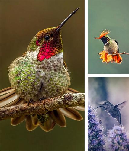 Hummingbird - бесплатно скачать живые обои на Андроид телефон или планшет.