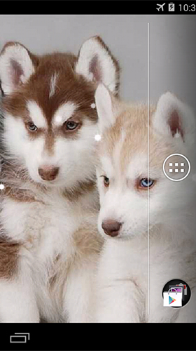 Screenshots do Husky para tablet e celular Android.