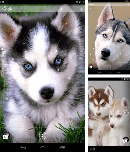 Husky by KKPICTURE - бесплатно скачать живые обои на Андроид телефон или планшет.