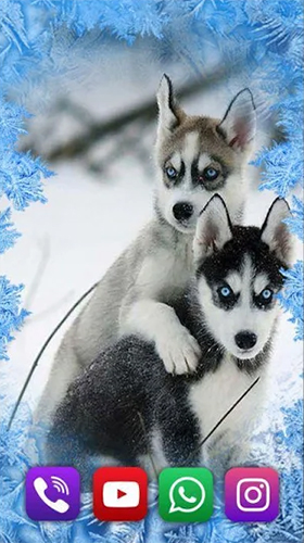 Kostenloses Android-Live Wallpaper Husky. Vollversion der Android-apk-App Husky by SweetMood für Tablets und Telefone.
