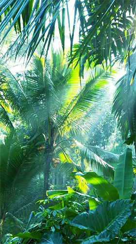 Download Jungle by Pro Live Wallpapers - livewallpaper for Android. Jungle by Pro Live Wallpapers apk - free download.