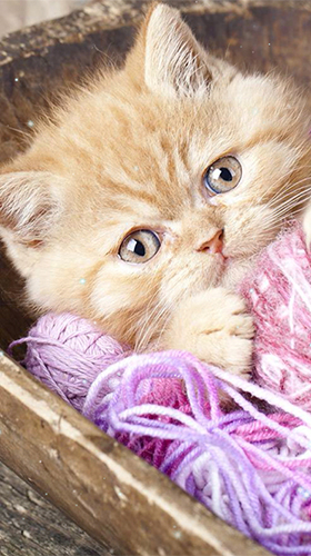 Kittens by Wallpaper qHD