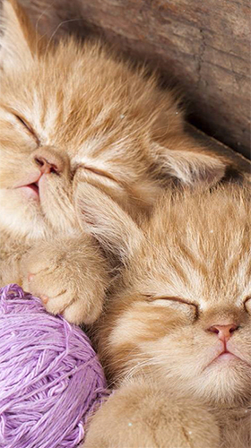 Kittens by Wallpaper qHD - безкоштовно скачати живі шпалери на Андроїд телефон або планшет.