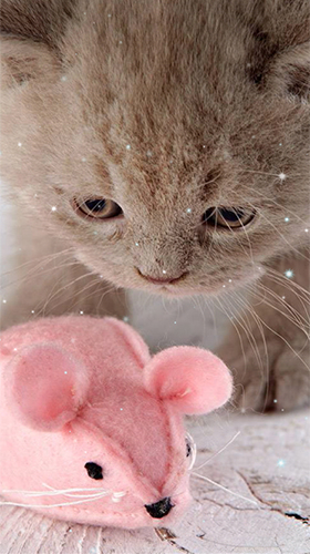 Screenshots of the Kittens by Wallpaper qHD for Android tablet, phone.