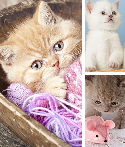 Kittens by Wallpaper qHD - бесплатно скачать живые обои на Андроид телефон или планшет.