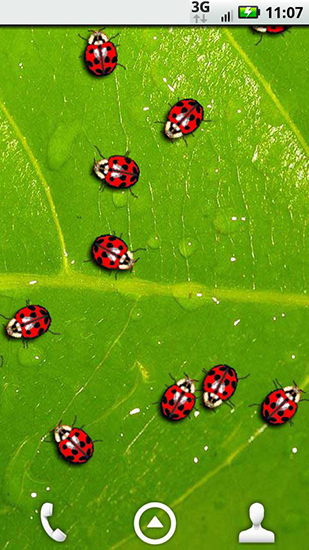 Ladybugs - бесплатно скачать живые обои на Андроид телефон или планшет.