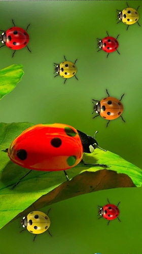 Ladybugs by 3D HD Moving Live Wallpapers Magic Touch Clocks
