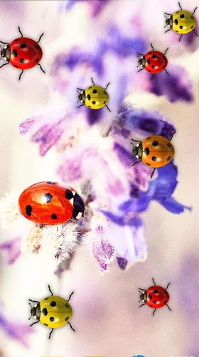 Ladybugs by 3D HD Moving Live Wallpapers Magic Touch Clocks - безкоштовно скачати живі шпалери на Андроїд телефон або планшет.