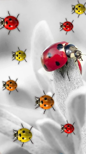 Papeis de parede animados Joaninhas para Android. Papeis de parede animados Ladybugs by 3D HD Moving Live Wallpapers Magic Touch Clocks para download gratuito.