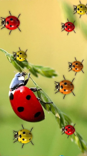 Скріншот Ladybugs by 3D HD Moving Live Wallpapers Magic Touch Clocks. Скачати живі шпалери на Андроїд планшети і телефони.
