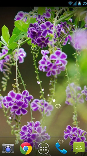 Lavender by orchid für Android spielen. Live Wallpaper Laveldel kostenloser Download.