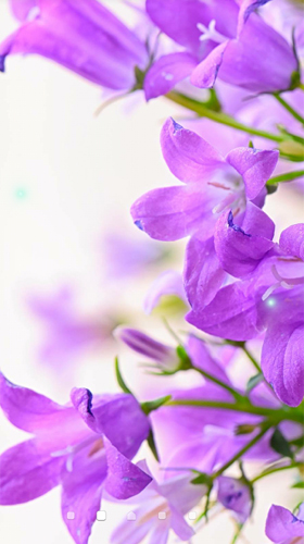 Lilac - безкоштовно скачати живі шпалери на Андроїд телефон або планшет.