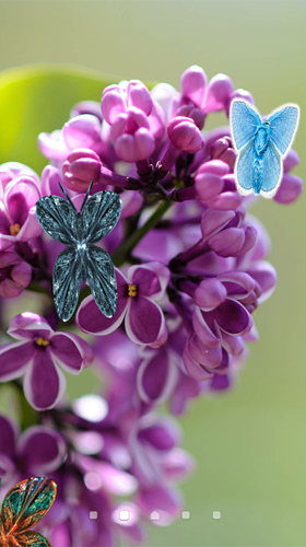 Lilac - скачати безкоштовно живі шпалери для Андроїд на робочий стіл.