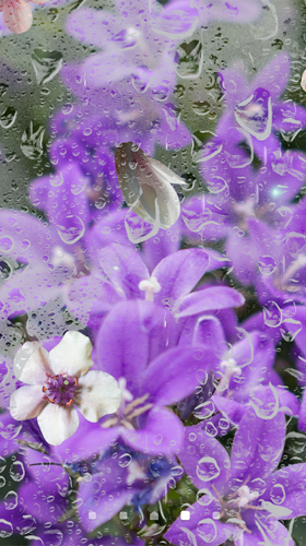 Capturas de pantalla de Lilac para tabletas y teléfonos Android.