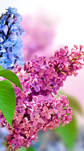 Lilac by Best live wallpaper - бесплатно скачать живые обои на Андроид телефон или планшет.