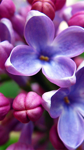 Lilac by Best live wallpaper - скачати безкоштовно живі шпалери для Андроїд на робочий стіл.