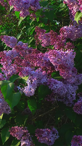 Screenshots of the Lilac by Best live wallpaper for Android tablet, phone.