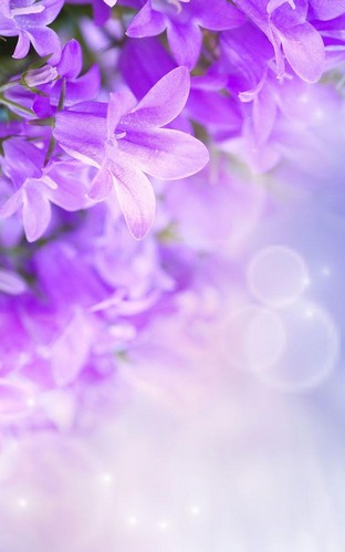 Lilac flowers für Android spielen. Live Wallpaper Fliederblüten kostenloser Download.