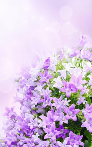 Screenshots do Flores lilás para tablet e celular Android.