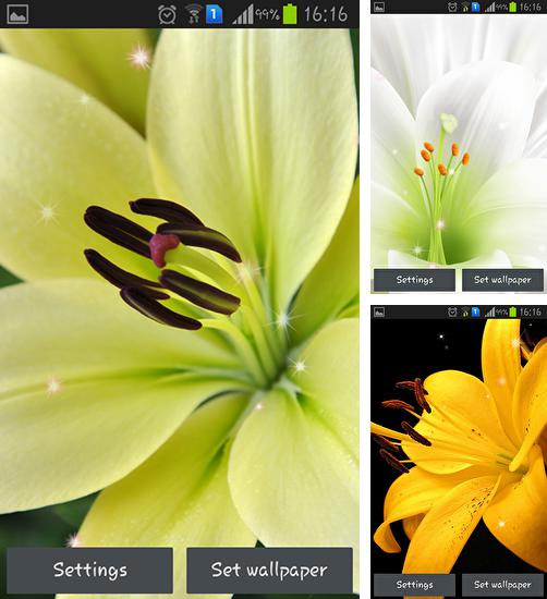 Kostenloses Android-Live Wallpaper Lilie. Vollversion der Android-apk-App Lily für Tablets und Telefone.