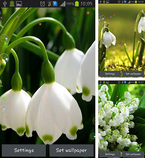 Download live wallpaper Lily of valley forest for Android. Get full version of Android apk livewallpaper Lily of valley forest for tablet and phone.