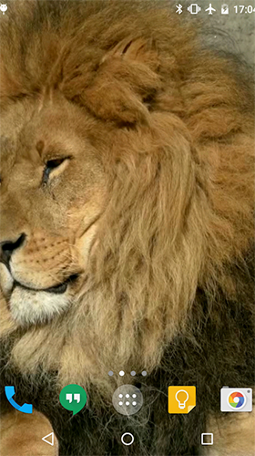 Lion by Cambreeve - безкоштовно скачати живі шпалери на Андроїд телефон або планшет.