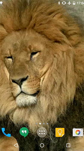 Download Lion by Cambreeve - livewallpaper for Android. Lion by Cambreeve apk - free download.