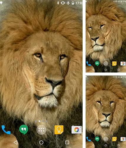 Télécharger le fond d'écran animé gratuit Lion . Obtenir la version complète app apk Android Lion by Cambreeve pour tablette et téléphone.