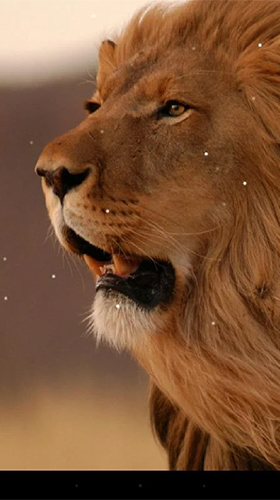 Lion by KKPICTURE - бесплатно скачать живые обои на Андроид телефон или планшет.