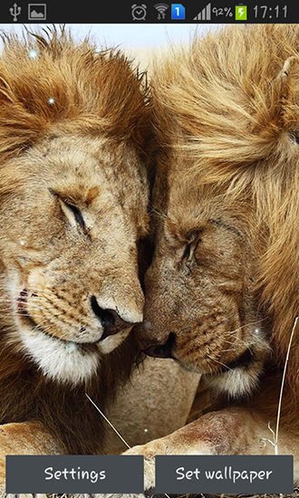 Download livewallpaper Lions for Android. Get full version of Android apk livewallpaper Lions for tablet and phone.