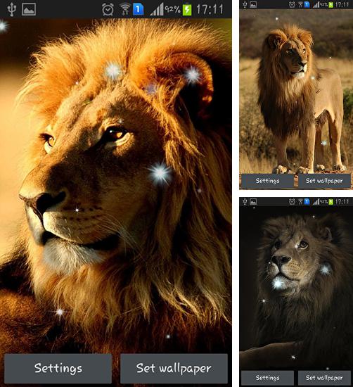 Дополнительно к живым обоям на Андроид телефоны и планшеты Сибирский хаски, вы можете также бесплатно скачать заставку Lions.