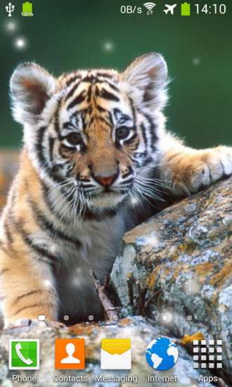 Little tiger - безкоштовно скачати живі шпалери на Андроїд телефон або планшет.