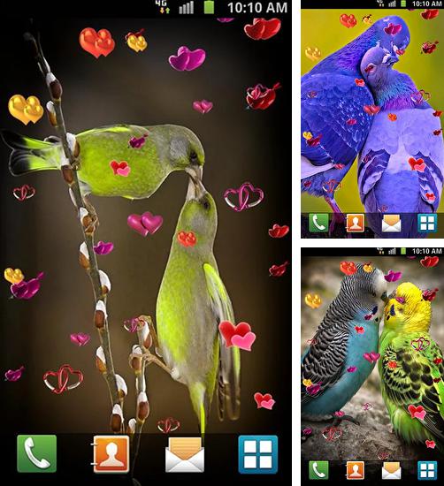 Descarga gratuita fondos de pantalla animados Amor: Pájaros  para Android. Consigue la versión completa de la aplicación apk de Love: Birds para tabletas y teléfonos Android.