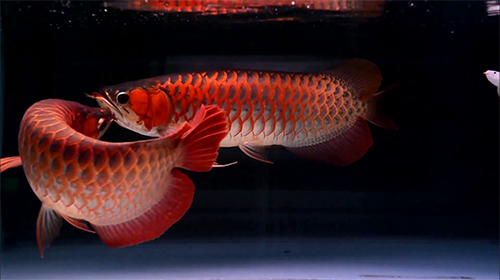 Download livewallpaper Lovely arowana by kimvan for Android. Get full version of Android apk livewallpaper Lovely arowana by kimvan for tablet and phone.