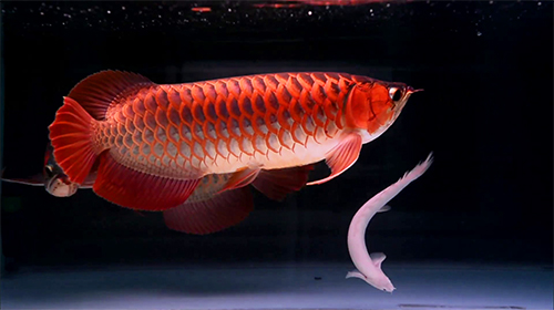 Screenshots of the Lovely arowana by kimvan for Android tablet, phone.