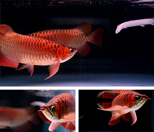 Lovely arowana by kimvan