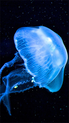 Скріншот Luminous jellyfish HD. Скачати живі шпалери на Андроїд планшети і телефони.