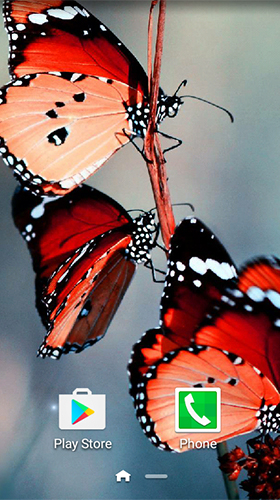 Як виглядають живі шпалери Macro butterflies.