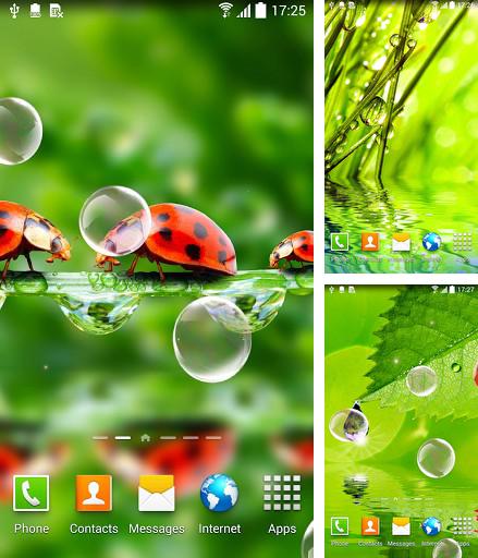 Kostenloses Android-Live Wallpaper Makro Photos. Vollversion der Android-apk-App Macro photos für Tablets und Telefone.