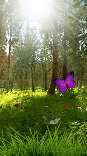 Screenshots of the Magic forest for Android tablet, phone.