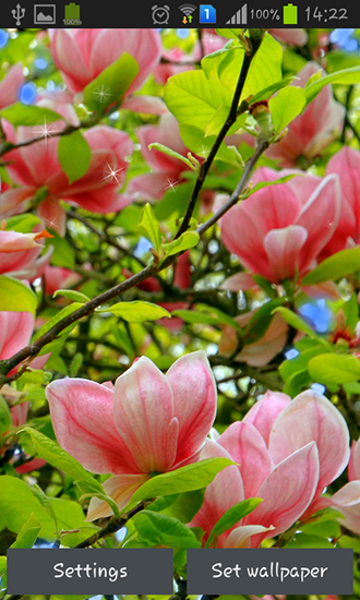 Magnolia für Android spielen. Live Wallpaper Magnolia kostenloser Download.