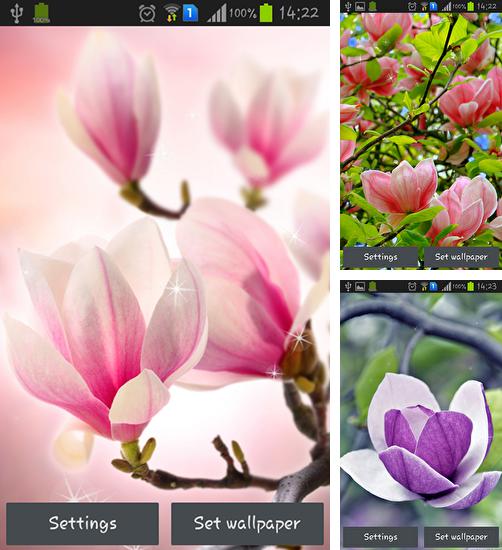 Kostenloses Android-Live Wallpaper Magnolia. Vollversion der Android-apk-App Magnolia für Tablets und Telefone.