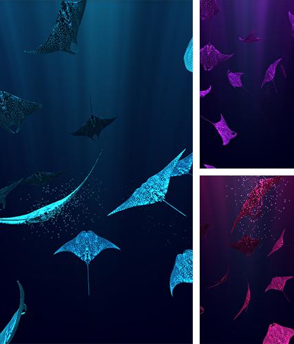 Download live wallpaper Mantaray for Android. Get full version of Android apk livewallpaper Mantaray for tablet and phone.