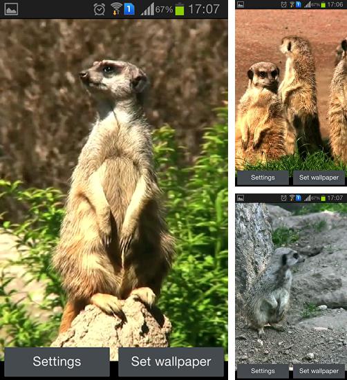 Zusätzlich zum Live Wallpaper Nächtliche Stadt für Android Mobiltelefone und Tablets, können Sie auch Mongoose, Mungo kostenlos herunterladen.